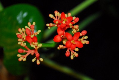 Jatropha 056yy.jpg