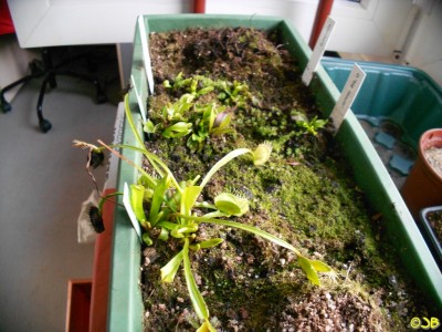 Dionaea 18.3.14 (Kopie).JPG