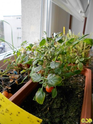 Tomate 2013 18.3.14 (Kopie).JPG