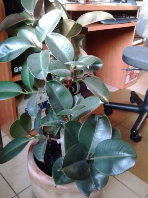 20140319_083833.jpg