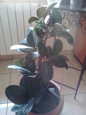 20140319_083859.jpg