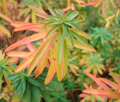 15.10.2007 euphorbienherbst.jpg