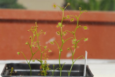 DSC_0247_D_menziesii.jpg
