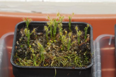 DSC_0248_D_scorpioides_Saemlinge.jpg