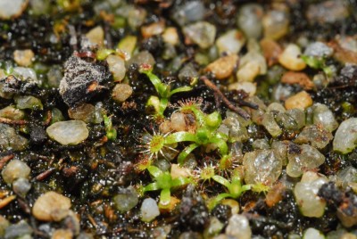 DSC_0250_D_pulchella_Saemlinge.jpg