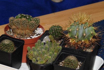 DSC_0252_Kakteen.jpg