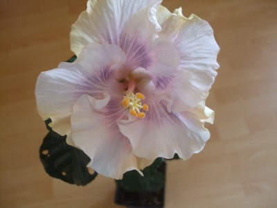 Tah.Princess (2).JPG