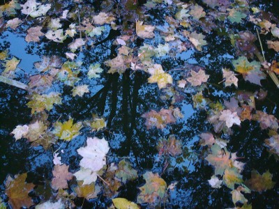 15.10.2007 herbst.jpg