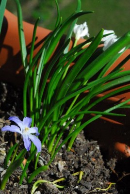 Frühling14 010yy.jpg