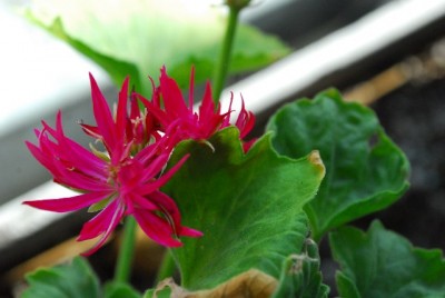 Frühling14 011yy.jpg