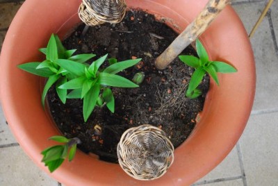 Frühling14 012yy.jpg