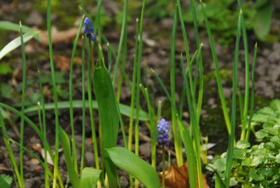 DSC_0274_Muscari.jpg