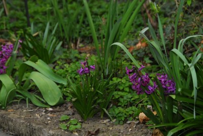 DSC_0276_Hyazinthen.jpg