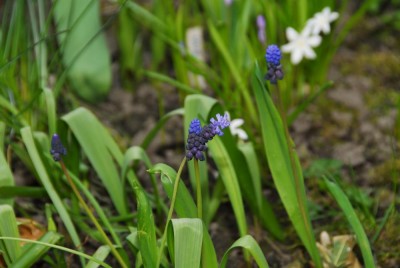 DSC_0275_Muscari.jpg