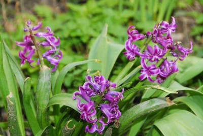 DSC_0282_Hyazinthen.jpg