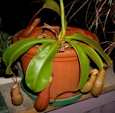 19.10.2007 kanne1.jpg