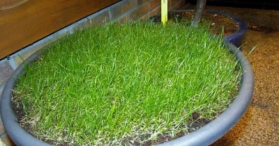 Katzengras 21.03.2014.jpg