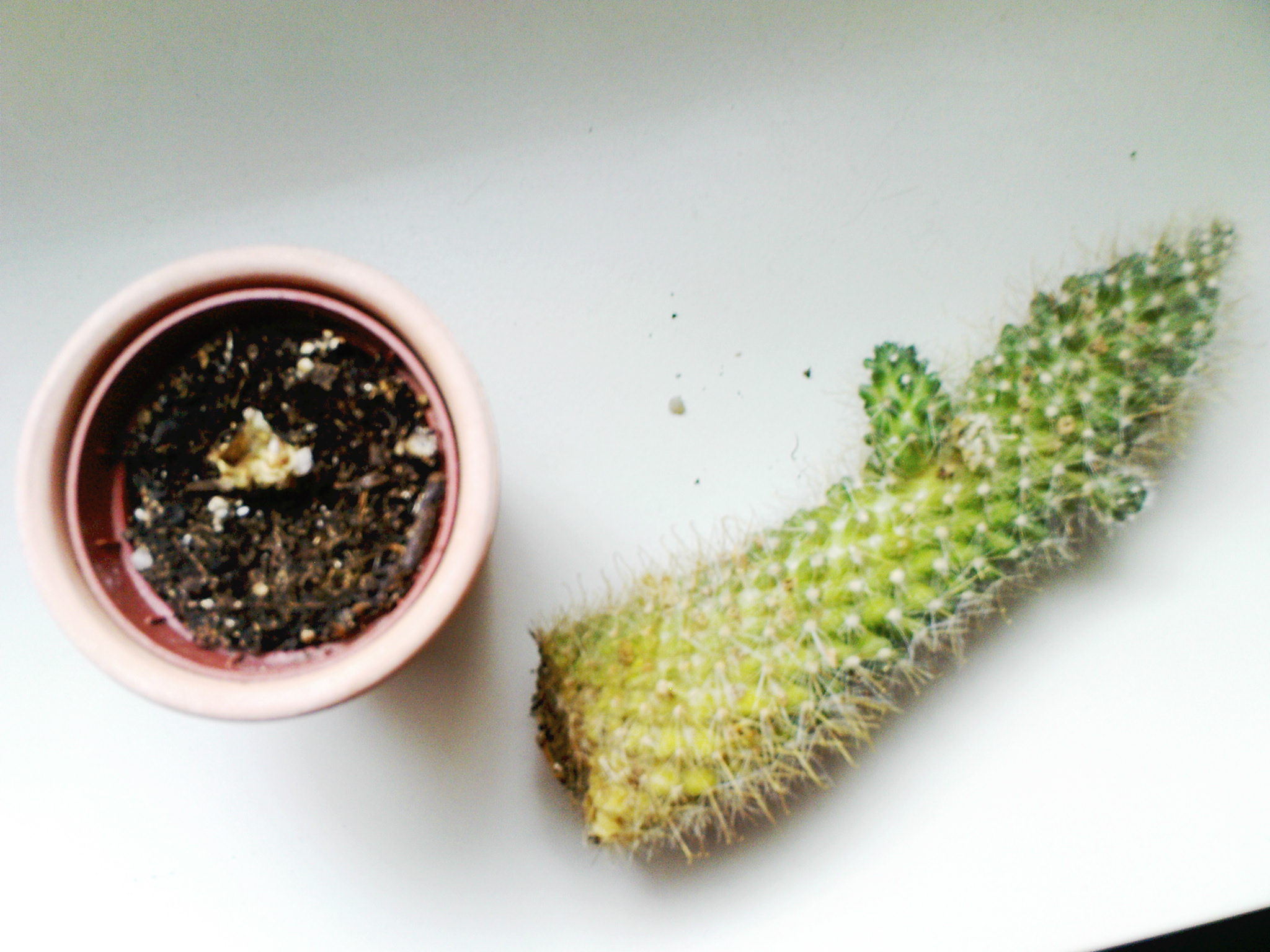 terrarium kunstpflanzen Terrarium DIY Set - Kreiere dein eigenes Mini-Ökosystem
