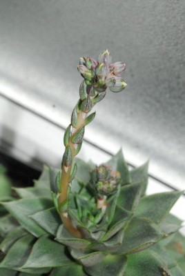 Frühling14 013yy.jpg