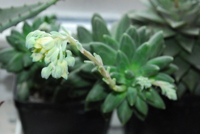 Frühling14 014yy.jpg