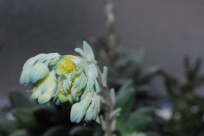 Frühling14 015yy.jpg