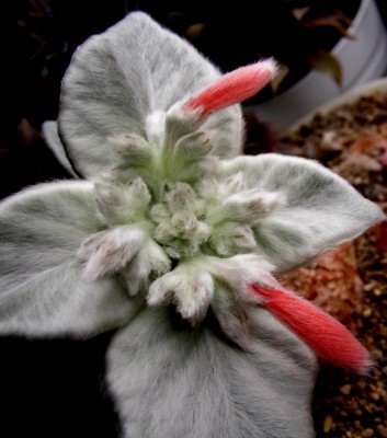 Brasilianisches-Edelweiss.jpg