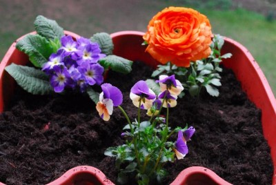 Frühling14 016yy.jpg