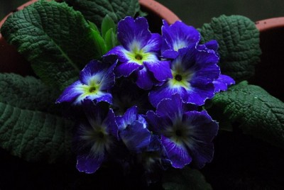 Frühling14 019yy.jpg