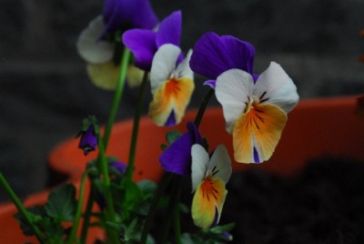 Frühling14 020yy.jpg