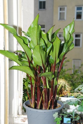 dsc_0020_Calla.jpg