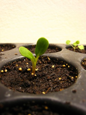 Lupinus_polyphyllus_1.jpg