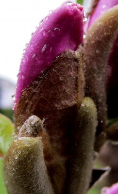 Frühling 2014 44561.jpg