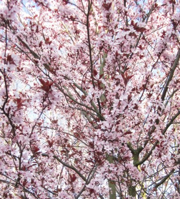 Frühling 2014 422.jpg