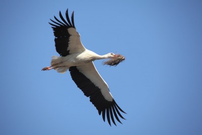 Storch.JPG