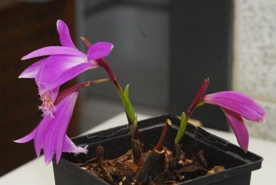 DSC_0288_Pleione_tongariro.jpg