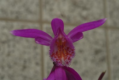 DSC_0290_Pleione_tongariro.jpg