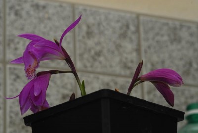DSC_0292_Pleione_tongariro.jpg