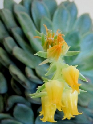 Frühling 2014 44576 Kopie.jpg