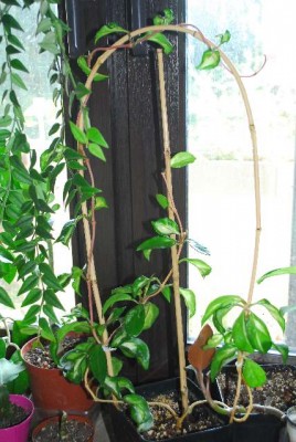 Hoya14 002yy.jpg