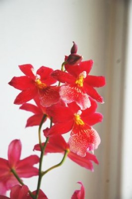 Orchidee Papa 2 klein.jpg