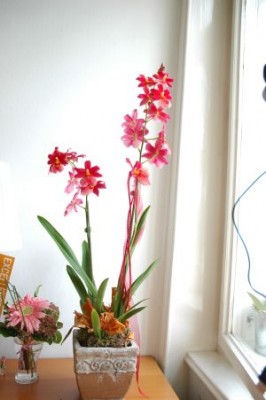 Orchidee Papa 1 klein.jpg