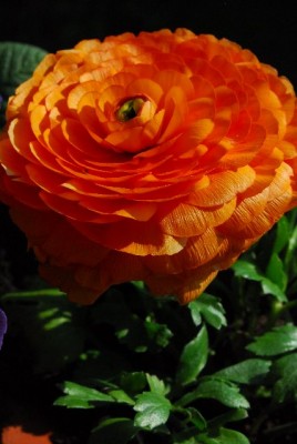 Frühling14 023yy.jpg