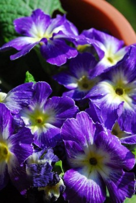 Frühling14 025yy.jpg