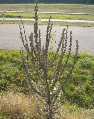 Königskerze (Verbascum thapsus) (5).JPG