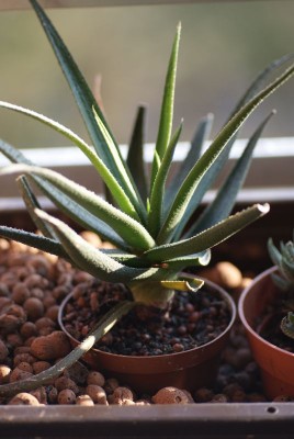 aloe_x.jpg