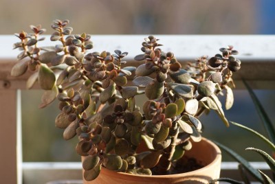 crassula_ovata.jpg