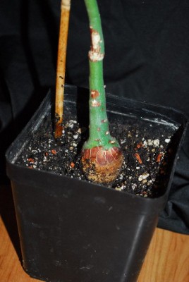 Caudexe14 004yy.jpg