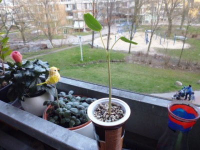 P1000208.JPG