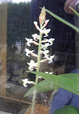 Orchidee - Ludisia Discolor.JPG