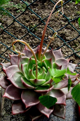 Frühling 2014 Blüten.jpg